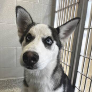 Siberian Husky Dogs Available for Adoption in Fort Wayne, Indiana - Natty | PetCurious