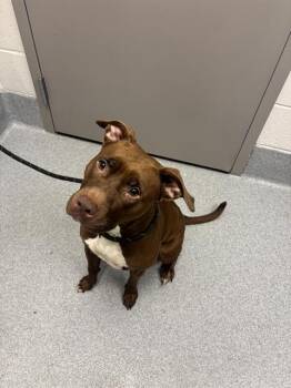 DOROTHY -  Pit Bull Terrier Dog for Adoption in Indianapolis, Indiana - DOROTHY | PetCurious
