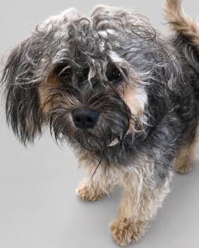 Bailey -  Shih Tzu and Yorkshire Terrier Dog for Adoption in Monticello, Minnesota - Bailey | PetCurious
