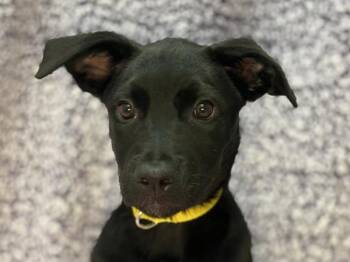 Marcia -  Labrador Retriever and Pit Bull Terrier Dog for Adoption in Portland, Oregon - Marcia | PetCurious