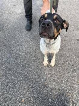 Rescue Boxer and Mixed Breed Dogs for Adoption in Houston, Texas - A644242 | PetCurious