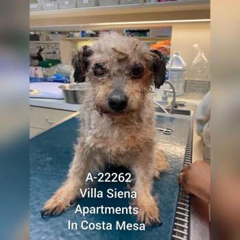 WAGS-Stray-22262 -  Terrier and Poodle Dog for Adoption in Westminster, California - WAGS-Stray-22262 | PetCurious