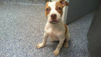 A1270706 -  Pit Bull Terrier Dog for Adoption in Charlotte, North Carolina - A1270706 | PetCurious