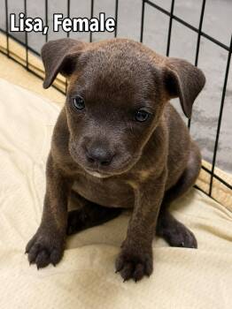 Lisa (The Simpsons Litter) -  Labrador Retriever Dog for Adoption in Carmel Hamlet, New York - Lisa (The Simpsons Litter) | PetCurious