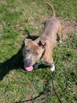 Rescue Mixed Breed Dogs for Adoption in Palmetto, Florida - ODIE | PetCurious
