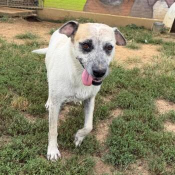 Quiggle in NH. Come Meet our Adoptable Dogs Wednesday-Saturday.  -  Great Pyrenees and Australian Cattle Dog Blue Heeler Dog for Adoption in Manchester, New Hampshire - Quiggle In NH. Come Meet Our Adoptable Dogs Wednesday-Saturday.  | PetCurious