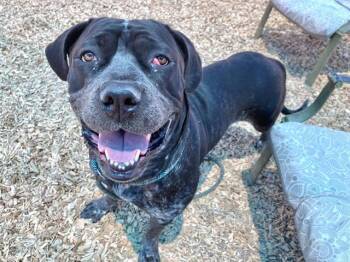 MAJESTY -  Cane Corso and Mixed Breed Dog for Adoption in Albuquerque, New Mexico - MAJESTY | PetCurious