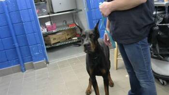 Doberman Pinscher and Mixed Breed Dogs Available for Adoption in Albuquerque, New Mexico - RICO | PetCurious