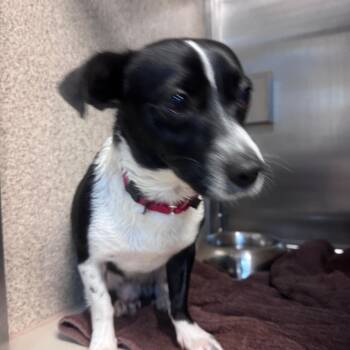Jack Russell Terrier and Mixed Breed Dogs Available for Adoption in Palm Springs, California - Jack | PetCurious