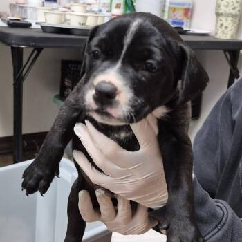Clue -  Terrier and Mixed Breed Dog for Adoption in Hattiesburg, Mississippi - Clue | PetCurious