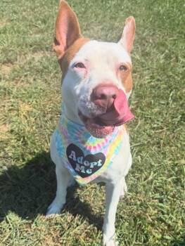Fiona -  Pit Bull Terrier Dog for Adoption in Lebanon, Tennessee - Fiona | PetCurious