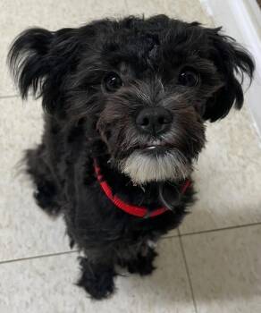 Maltese and Yorkshire Terrier Dogs Available for Adoption in Fall River, Massachusetts - Genevieve | PetCurious