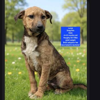 Shepherd Dogs Available for Adoption in Oviedo, Florida - Lucas | PetCurious