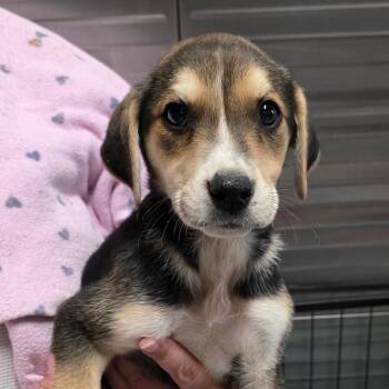 River Pup Female 2 - Pumpkin -  Golden Retriever and Mixed Breed Dog for Adoption in Fairfax Station, Virginia - River Pup Female 2 - Pumpkin | PetCurious