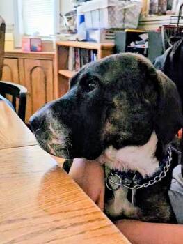 Zeva -  Shar Pei and Mixed Breed Dog for Adoption in Evergreen, Colorado - Zeva | PetCurious