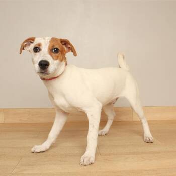 Ryu D71305 -  Cattle Dog and Mixed Breed Dog for Adoption in Minnetonka, Minnesota - Ryu D71305 | PetCurious