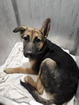 German Shepherd Dog Dogs Available for Adoption in San Antonio, Texas - RAMONA | PetCurious