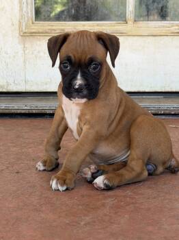 Mille -  Boxer Dog for Adoption in Dana Point, California - Mille | PetCurious