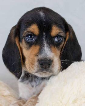 Beagle Dogs Available for Adoption in Kennesaw, Georgia - Schroeder | PetCurious