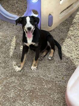 Rescue Siberian Husky and Labrador Retriever Dogs for Adoption in Midway, Utah - Travis | PetCurious