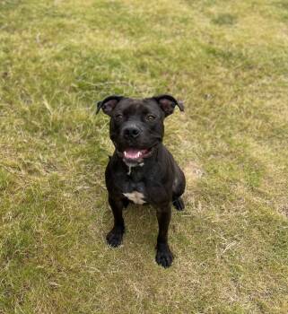 Rescue Pit Bull Terrier Dogs for Adoption in Chattanooga, Tennessee - Coco | PetCurious