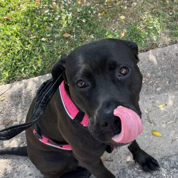 Rescue Mixed Breed and Black Labrador Retriever Dogs for Adoption in Houston, Texas - Lady | PetCurious