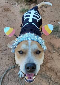 Trooper -  American Bulldog Dog for Adoption in Oklahoma City, Oklahoma - Trooper | PetCurious