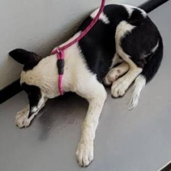 108663 -  Mixed Breed Dog for Adoption in Las Cruces, New Mexico - 108663 | PetCurious