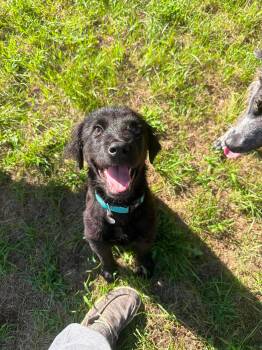 Arthur -  Spaniel and Terrier Dog for Adoption in Coldwater, Michigan - Arthur | PetCurious