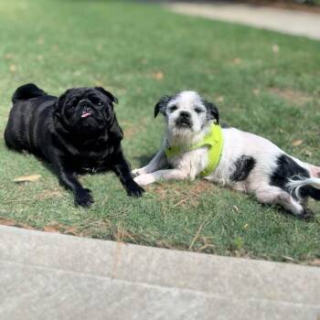 Roscoe -  Terrier Dog for Adoption in Hillsborough, North Carolina - Roscoe | PetCurious