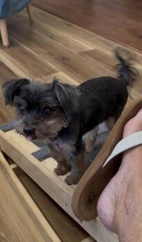 Yorkshire Terrier Dogs Available for Adoption in Lafayette, Colorado - Percy | PetCurious