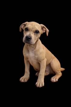 Shirley -  Mixed Breed Dog for Adoption in Detroit, Michigan - Shirley | PetCurious