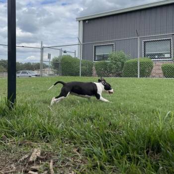 Baxter -  Pit Bull Terrier and Mixed Breed Dog for Adoption in Webster, Texas - Baxter | PetCurious