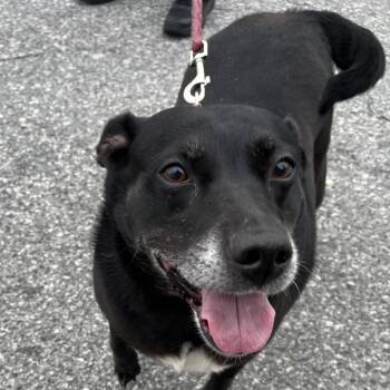 Mixed Breed and Black Labrador Retriever Dogs Available for Adoption in Greensboro, North Carolina - KAGNEY | PetCurious