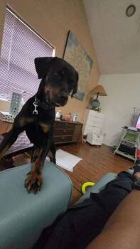 Lola -  Rottweiler Dog for Adoption in Polk, Ohio - Lola | PetCurious