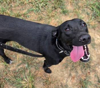 Winnie -  Hound and Mixed Breed Dog for Adoption in Roanoke, Virginia - Winnie | PetCurious