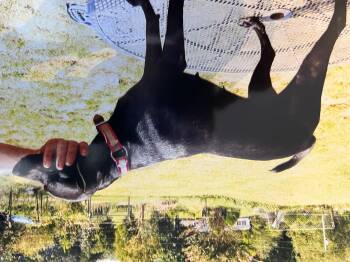 Rescue Feist Dogs for Adoption in Marion, North Carolina - Baby Girl | PetCurious