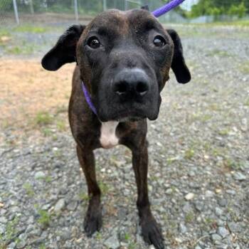 Hank (ID 52081) -  Chihuahua Dog for Adoption in Manassas, Virginia - Hank (ID 52081) | PetCurious