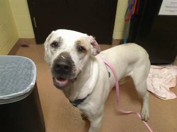Plott Hound and Labrador Retriever Dogs Available for Adoption in Cookeville, Tennessee - JOE DIRT | PetCurious