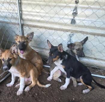 Malfoy Harry Potter litter -  German Shepherd Dog Dog for Adoption in Lakewood Ranch, Florida - Malfoy Harry Potter Litter | PetCurious
