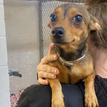 Chloe -  Chihuahua and Mixed Breed Dog for Adoption in Duncan, Oklahoma - Chloe | PetCurious