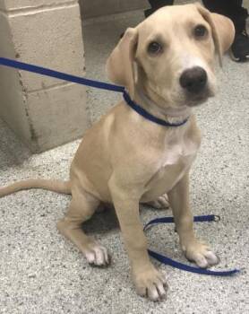 A430428 -  Labrador Retriever and Great Dane Dog for Adoption in Conroe, Texas - A430428 | PetCurious