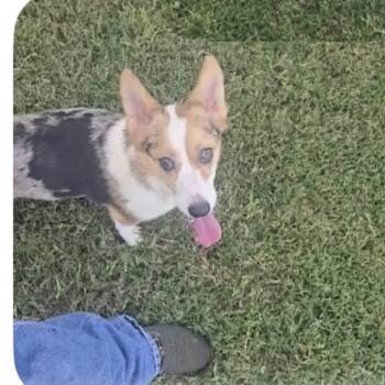 DJ -  Cardigan Welsh Corgi Dog for Adoption in Baton Rouge, Louisiana - DJ | PetCurious