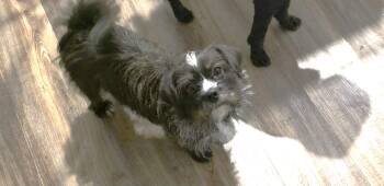 Rescue Terrier Dogs for Adoption in Calgary, Alberta - Nellie | PetCurious