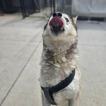 Piper -  Siberian Husky Dog for Adoption in Monticello, Iowa - Piper | PetCurious