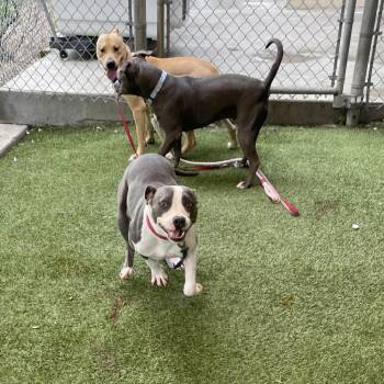 Pit Bull Terrier Dogs Available for Adoption - Shadow | PetCurious