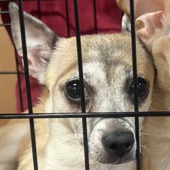 Rescue Chihuahua Dogs for Adoption in Las Vegas, Nevada - Floppy OS NV | PetCurious