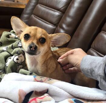 Rescue Chihuahua Dogs for Adoption in Worcester, Massachusetts - Olivia | PetCurious