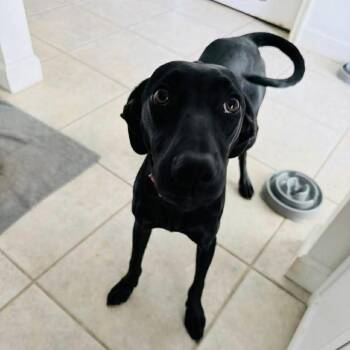 Olive -  Labrador Retriever Dog for Adoption in Panama City, Florida - Olive | PetCurious