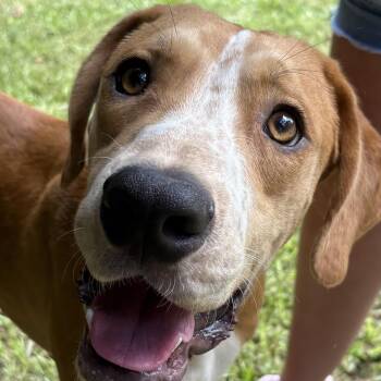 Benny -  Hound Dog for Adoption in Marietta, Georgia - Benny | PetCurious